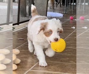 F2 Aussiedoodle Puppy for sale in PHOENIX, AZ, USA