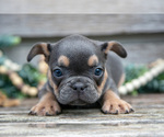 Small Photo #11 French Bulldog Puppy For Sale in BALTIC, OH, USA