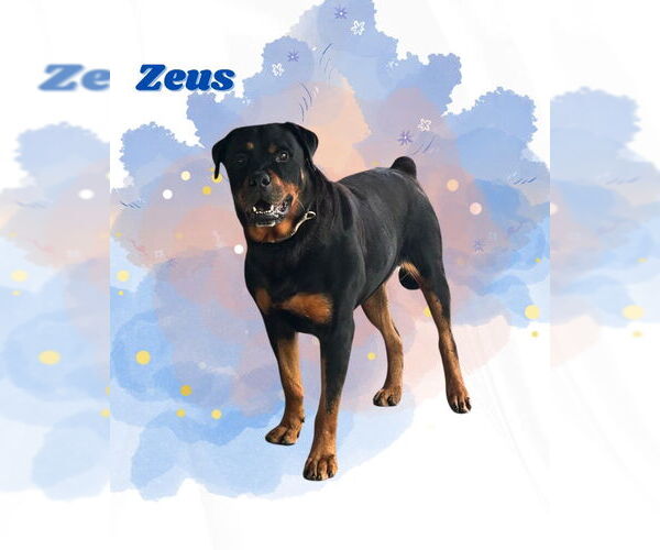 Medium Photo #1 Rottweiler Puppy For Sale in San Diego, CA, USA