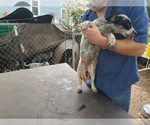 Small Photo #4 Australian Cattle Dog Puppy For Sale in TOWNSEND, DE, USA