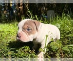 Small Photo #5 American Bully Puppy For Sale in PORTLAND, OR, USA