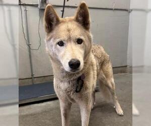 German Shepherd Dog Dogs for adoption in Camarillo, CA, USA