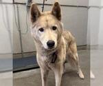 *TEDDY - Male German Shepherd Dog Dog for Adoption - Small photo