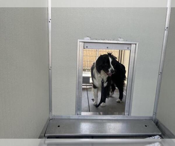 Medium Photo #1 Border Collie Puppy For Sale in Corona, CA, USA
