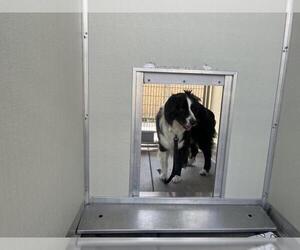 Border Collie Dogs for adoption in Corona, CA, USA