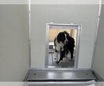 Small Border Collie