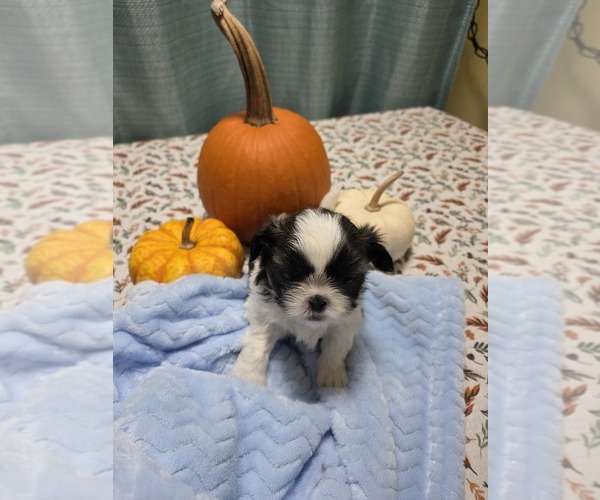 Medium Photo #3 Shih Tzu Puppy For Sale in BUFFALO, NY, USA