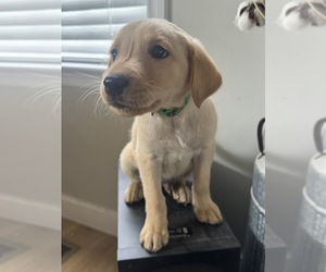 Goldendoodle-Labrador Retriever Mix Puppy for sale in COLUMBIA, TN, USA