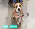 Small American Pit Bull Terrier
