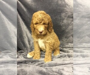 Poodle (Standard) Puppy for sale in CHETEK, WI, USA