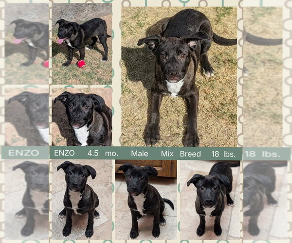 Medium Photo #12 Mutt Puppy For Sale in Mesa, AZ, USA