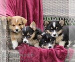Small #2 Pembroke Welsh Corgi