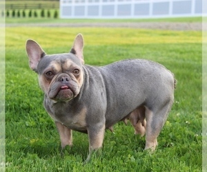 Mother of the French Bulldog puppies born on 11/13/2023