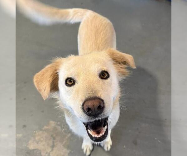Medium Photo #10 Retriever -Unknown Mix Puppy For Sale in San Diego, CA, USA