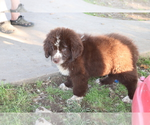 Newfoundland Puppy for sale in SHILOH, OH, USA