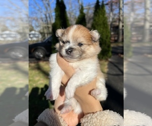 Pomeranian Puppy for sale in JACKSON, NJ, USA