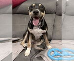 Small #2 American Staffordshire Terrier-Siberian Husky Mix