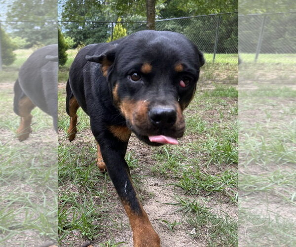 Medium Photo #2 Rottweiler Puppy For Sale in Hillsboro, NH, USA