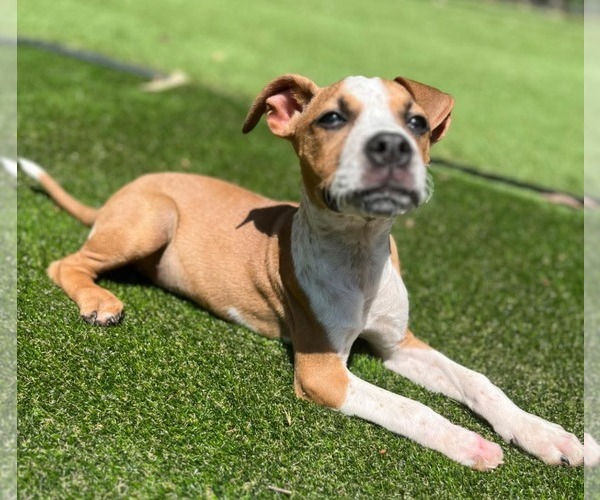 Medium Photo #2 Boxer-Unknown Mix Puppy For Sale in Calhoun, GA, USA
