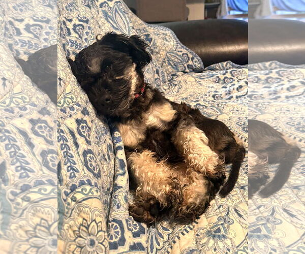 Medium Photo #4 Shih Tzu-Unknown Mix Puppy For Sale in Arlington, VA, USA