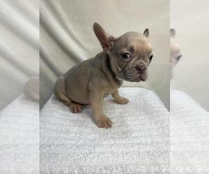 French Bulldog Puppy for sale in CHARLESTON, SC, USA