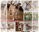 PEANUT - Female Schweenie Dog for Adoption - Small photo