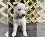 Small #2 German Shepherd Dog