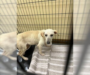 Labrador Retriever-Unknown Mix Dogs for adoption in Texas City, TX, USA