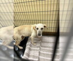 Small Labrador Retriever Mix