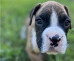 Small Photo #5 Boxer Puppy For Sale in EAST FISHKILL, NY, USA