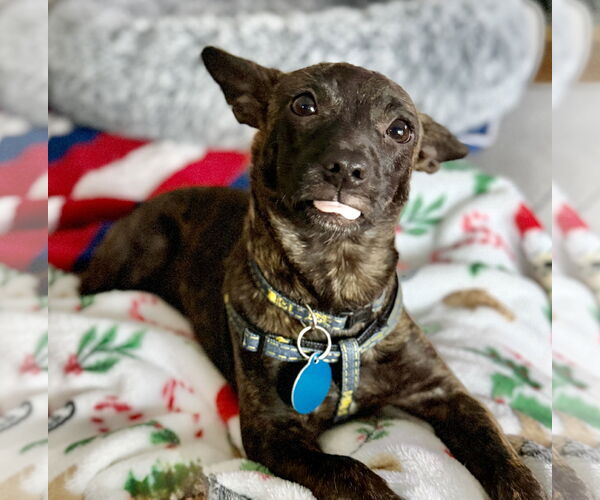 Medium Photo #3 Chihuahua-Unknown Mix Puppy For Sale in Bellevue, WA, USA