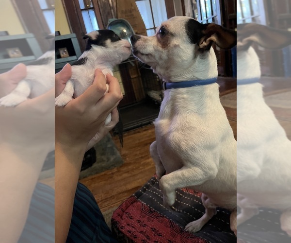 Medium Photo #1 Chihuahua Puppy For Sale in AMHERST JUNCTION, WI, USA