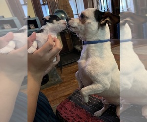 Father of the Chihuahua puppies born on 07/26/2026