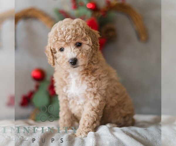 Medium Photo #3 Bichpoo Puppy For Sale in DORNSIFE, PA, USA