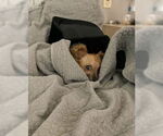 Small #6 Chihuahua Mix