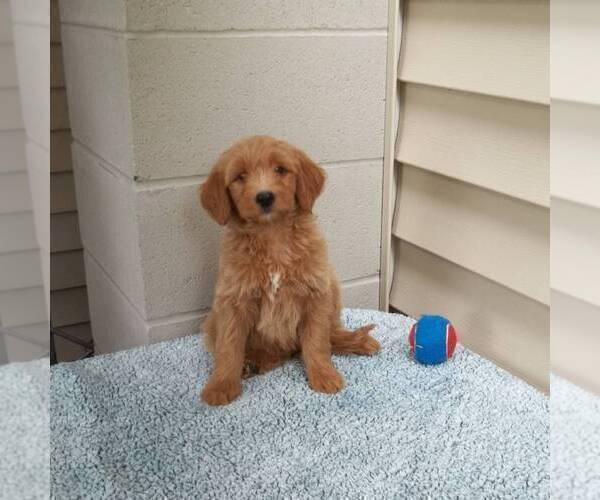 Medium Photo #2 Goldendoodle (Miniature) Puppy For Sale in ABBOTSFORD, WI, USA