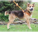 Small #9 Mutt