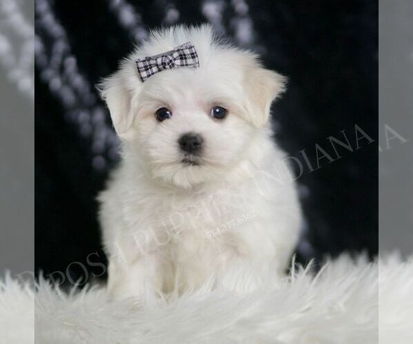 Medium Photo #6 Maltese Puppy For Sale in WARSAW, IN, USA