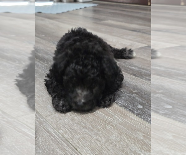 Medium Photo #8 Whoodle (Miniature) Puppy For Sale in KATY, TX, USA