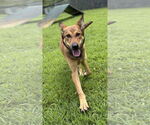 Small #3 German Shepherd Dog