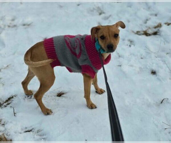 Medium Photo #4 Unknown-Whippet Mix Puppy For Sale in Sheboygan, WI, USA