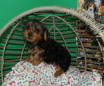 Small #4 Yorkshire Terrier