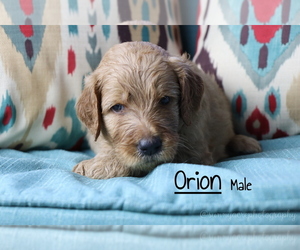 Goldendoodle Puppy for sale in GR, MI, USA