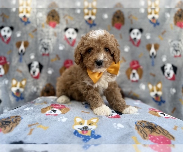 Medium Photo #5 Cavapoo (Miniature) Puppy For Sale in LAKELAND, FL, USA