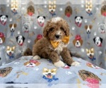 Small #4 Cavapoo (Miniature)
