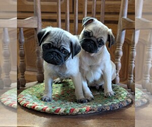 Pug Puppy for sale in OLYMPIA, WA, USA