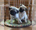 Small Pug