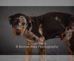 Small Photo #14 Australian Shepherd Puppy For Sale in PLEASANTON, KS, USA