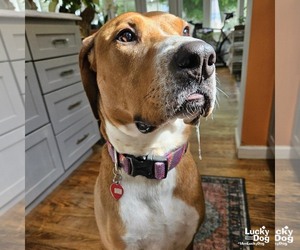 Mutt Dogs for adoption in Washington, DC, USA