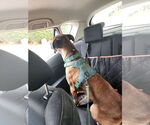 Small #15 Boxer Mix